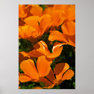 Póster Poster de Coppies de California