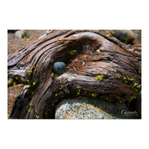 Poster de corrientes