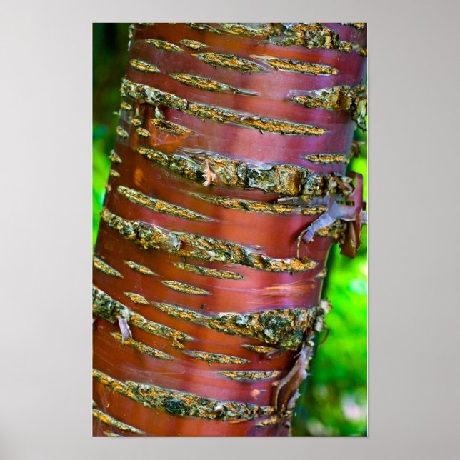 Póster Poster de corteza de árbol (Frente)