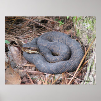 Póster Poster de Cottonmouth Mocasionn