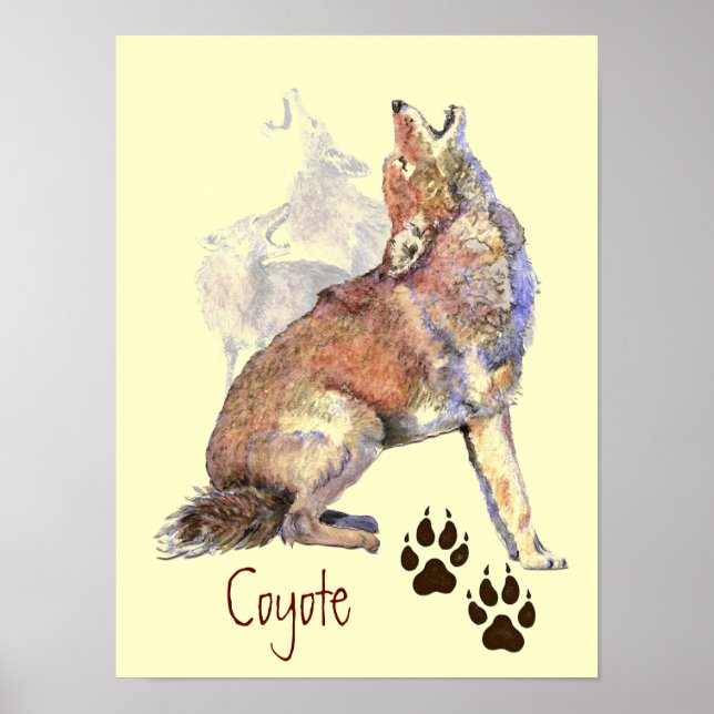 Póster Poster de Coyote para el llenado de agua (Frente)
