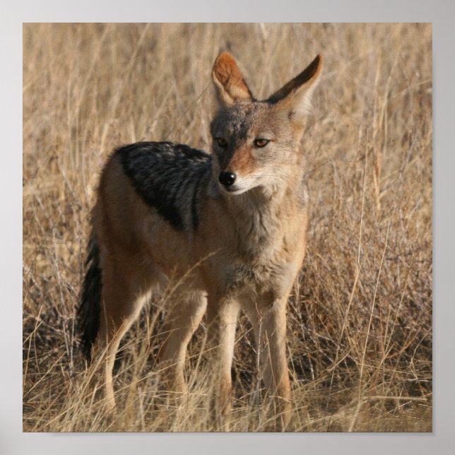 Póster Poster de Coyotes para bebés (Frente)
