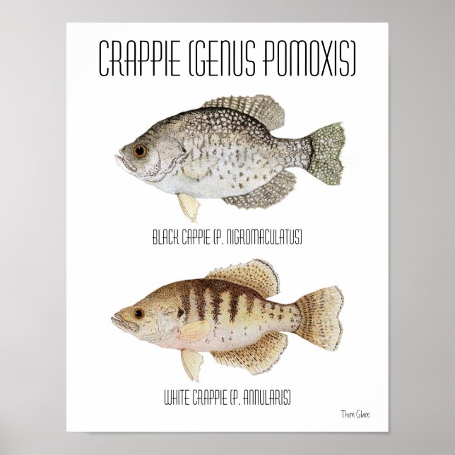 Póster Poster de Crappie (Frente)