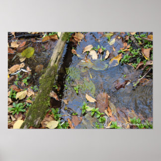 Póster Poster de Creek Forestal
