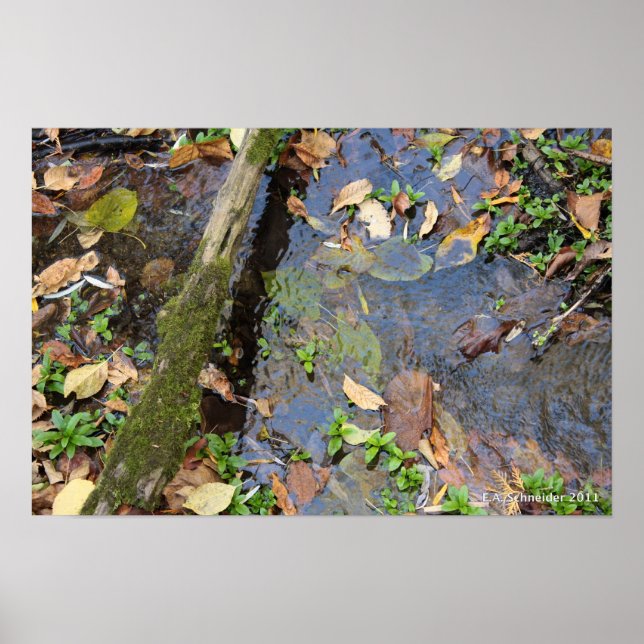 Póster Poster de Creek Forestal (Frente)