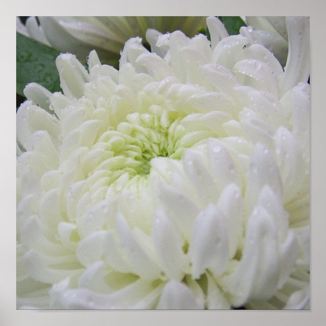 Póster Poster de crisantemo (Frente)
