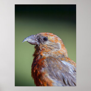 Póster Poster de Crossbill Rojo