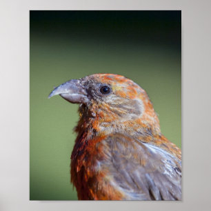 Póster Poster de Crossbill Rojo