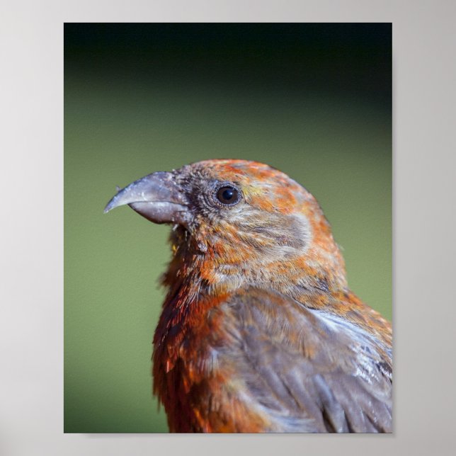 Póster Poster de Crossbill Rojo (Frente)