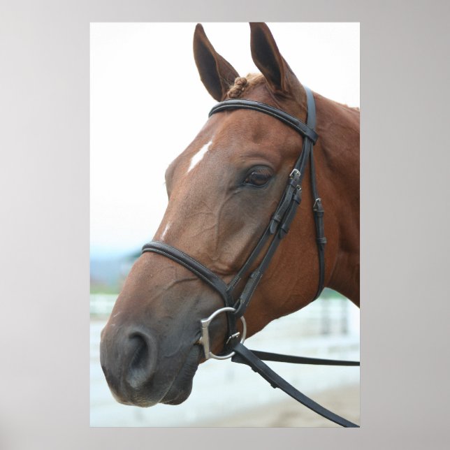 Póster Poster de cuartos de caballo (Frente)