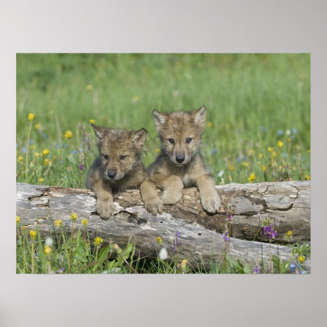 Póster Poster de Cubs Lobo (Frente)
