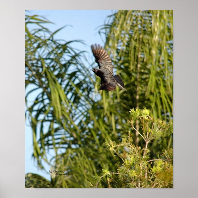 Póster Poster de cuerdas voladoras (Frente)