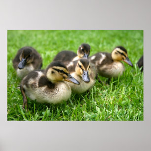 Póster Poster de Cute Ducklings