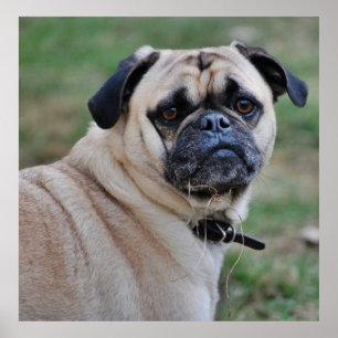 Póster Poster de Cute Pug