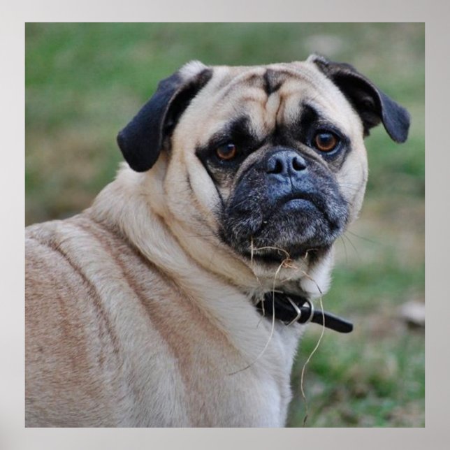 Póster Poster de Cute Pug (Frente)