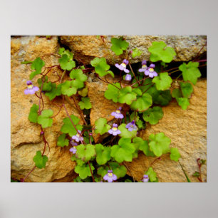 Póster Poster de Cymbalaria Muralis
