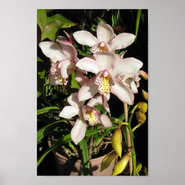 Póster Poster de Cymbidium Orchids (Frente)