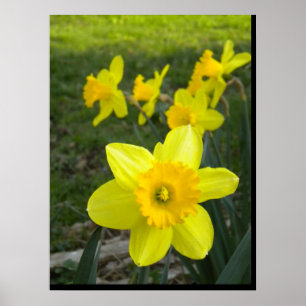 Póster Poster de Daffodils