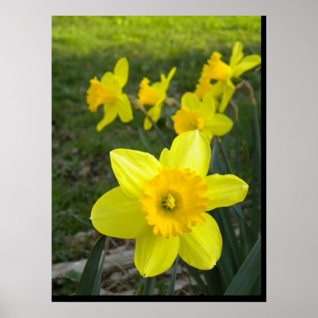 Póster Poster de Daffodils (Frente)