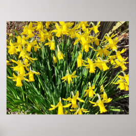 Póster Poster de Daffodils Amarillos de Primavera