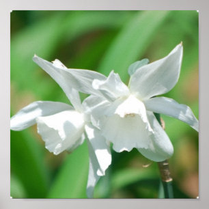 Póster Poster de Daffodils de la Copa Pequeña