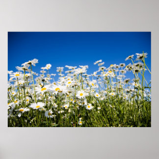 Póster Poster de Daisies/impresión de lienzo