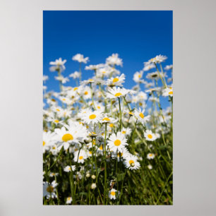 Póster Poster de Daisies/impresión de lienzo