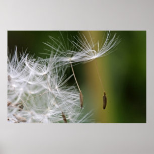 Póster Poster de Dandelion Seeds