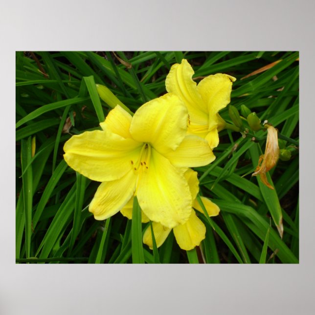 Póster Poster de Daylilies amarillo (Frente)