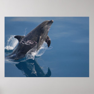 Póster Poster de delfines
