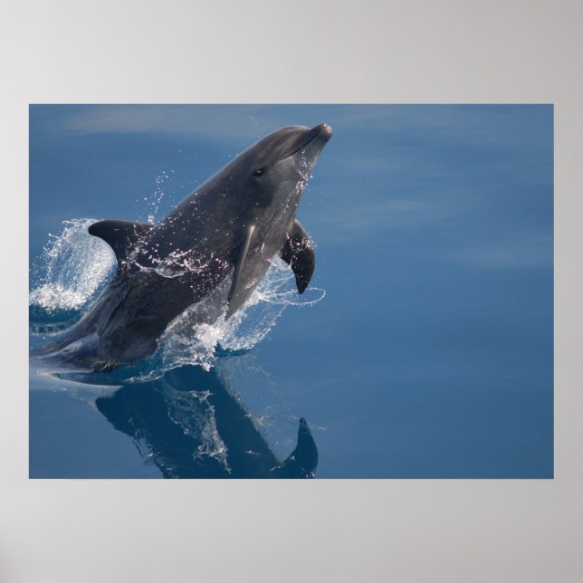 Póster Poster de delfines (Frente)
