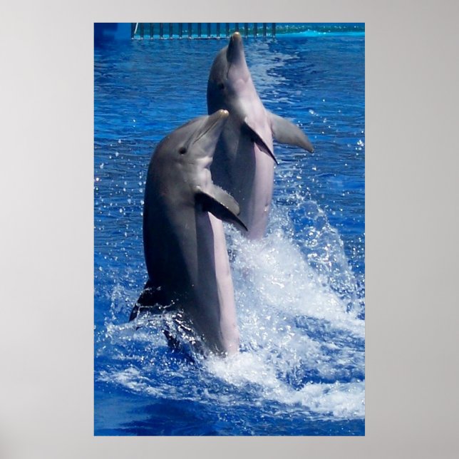 Póster Poster de delfines (Frente)