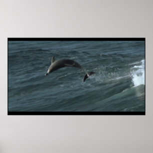 Póster Poster de delfines de Bottlenose