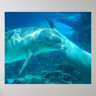 Póster Poster de delfines lúdicos