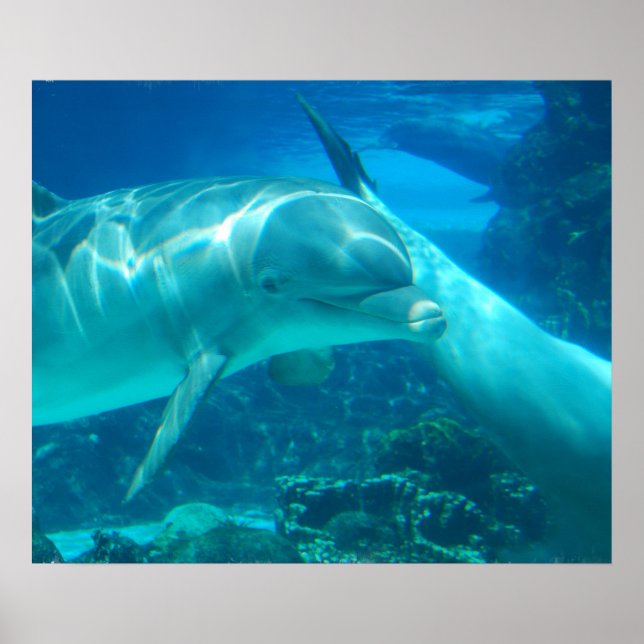 Póster Poster de delfines lúdicos (Frente)