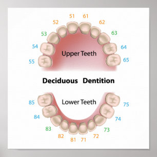 Póster Poster de dentición decidua (dientes de bebé)