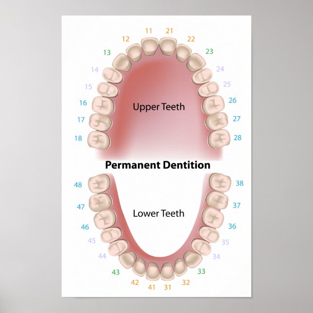 Póster Poster de dentición para adultos de dientes perman (Frente)