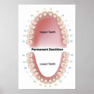 Póster Poster de dentición para adultos de dientes perman