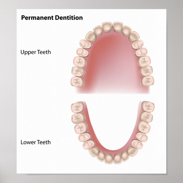 Póster Poster de dentición para adultos de dientes perman (Frente)