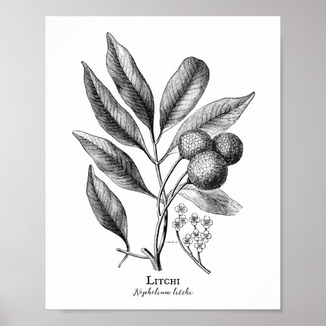 Póster Poster de depuración botánica vintage Litchi (Frente)