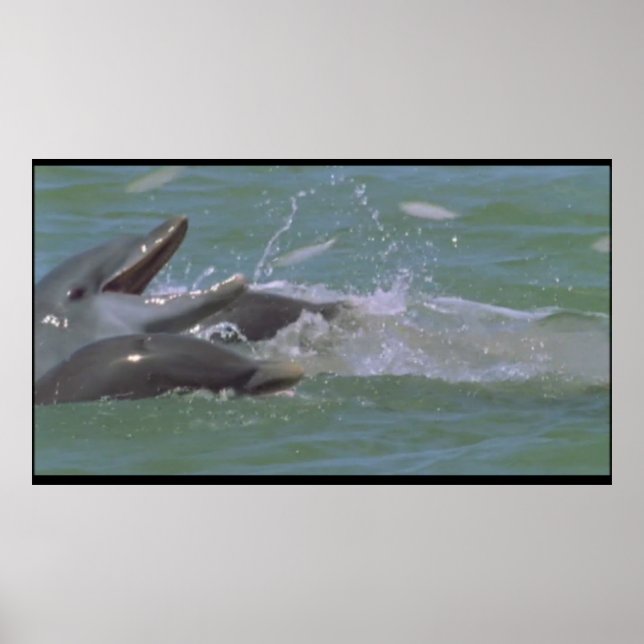 Póster Poster de desayuno delfines (Frente)