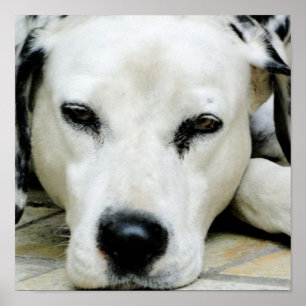 Póster Poster de Descanso de Dalmacia