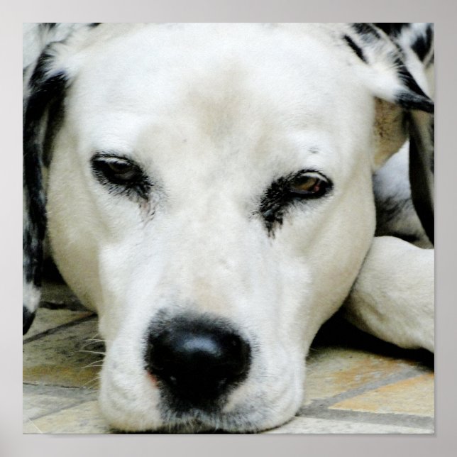 Póster Poster de Descanso de Dalmacia (Frente)