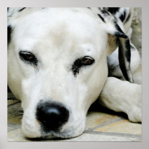 Póster Poster de Descanso de Dalmacia