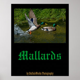 Póster Poster de despegue de Mallard