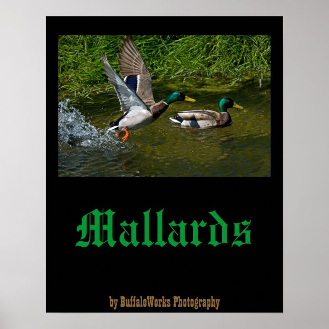 Póster Poster de despegue de Mallard (Frente)