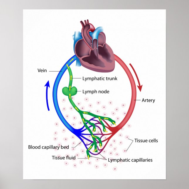 Póster poster de diagrama de intercambio de líquido linfá (Frente)