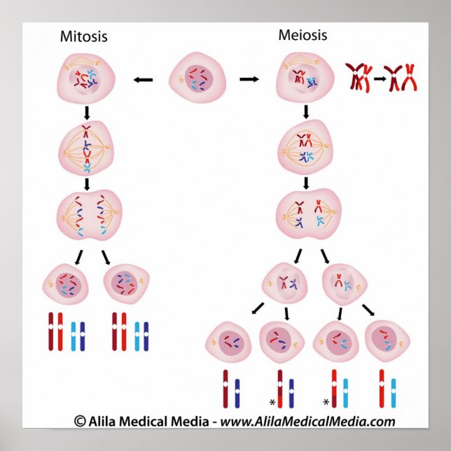 Póster Poster de diagrama de miosis vs meiosis (Frente)