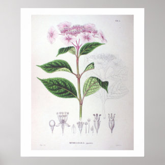Póster Poster de dibujo botánico de Hydrangea rosa Imprim
