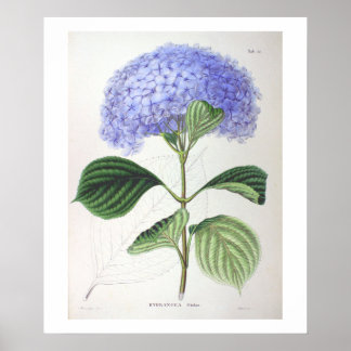 Póster Poster de dibujo botánico Purple Hydrangea Imprimi